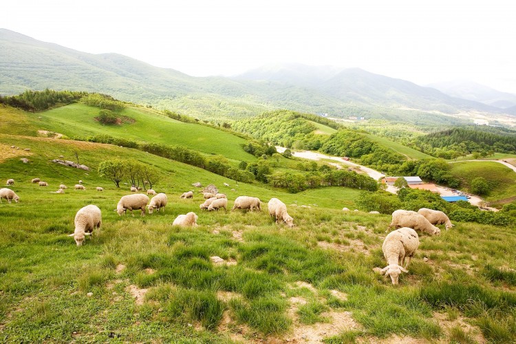 Lộ diện trang trại cừu cực lãng mạn ở Hàn Quốc - image 1