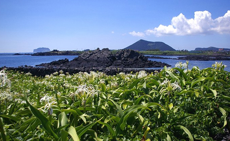 7 điểm đến không nên bỏ qua ở Jeju vào tháng 7 - image 18