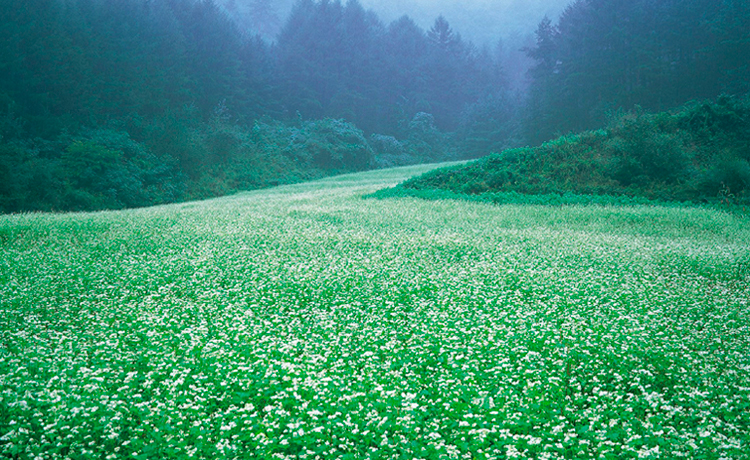 Tuần trăng mật lãng mạn và rực rỡ ở Bongpyeong Gangwon - image 2